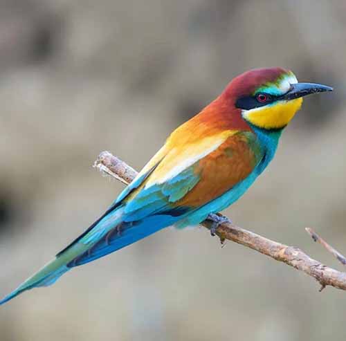 bee-eater of the mountains