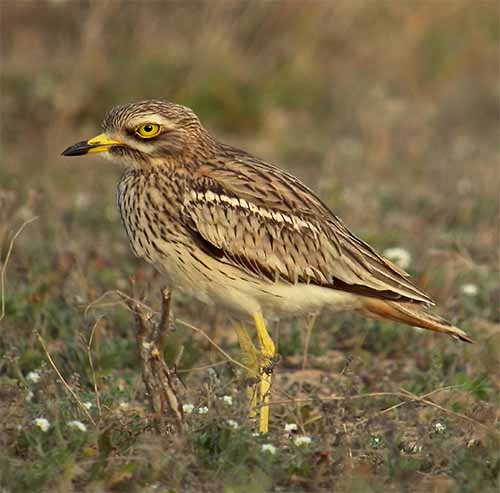 endemic stone-curlew