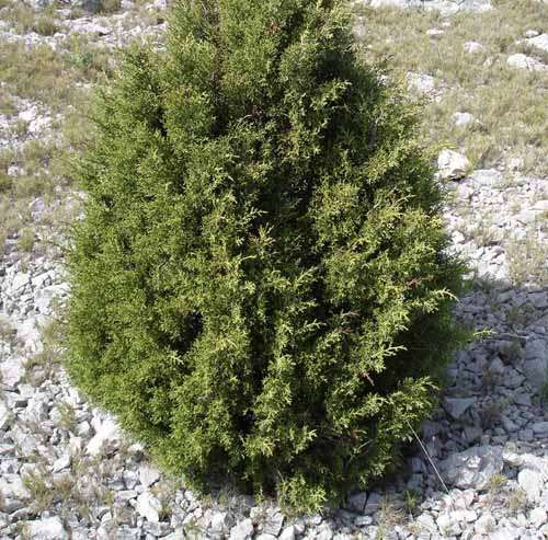 juniper growing on the beach