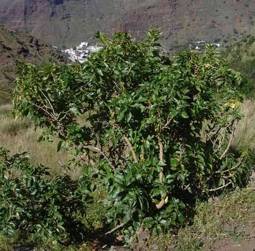 An orobal in La Manga