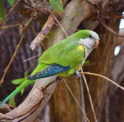 Cotorrita verdigris, a common parrot in Playa Chica La Manga