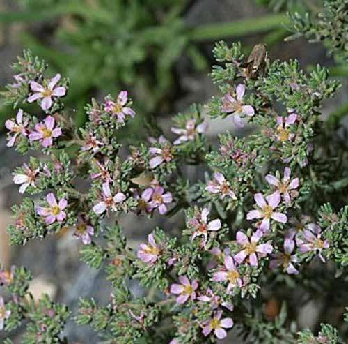 Frankenia corymbosa.
