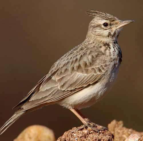 Galerida Cristata, a common type of bird in La Manga