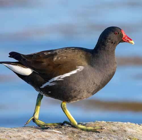 Gallinula chloropus, a beatiful bird in Playa Chica La Manga