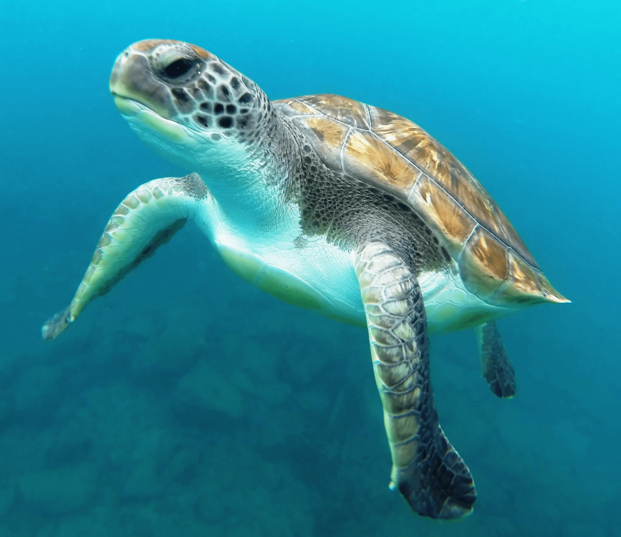 Picture of a turtle in one of the zones of Hormigas Islands Marine Reserve, located in Cabo de Palos