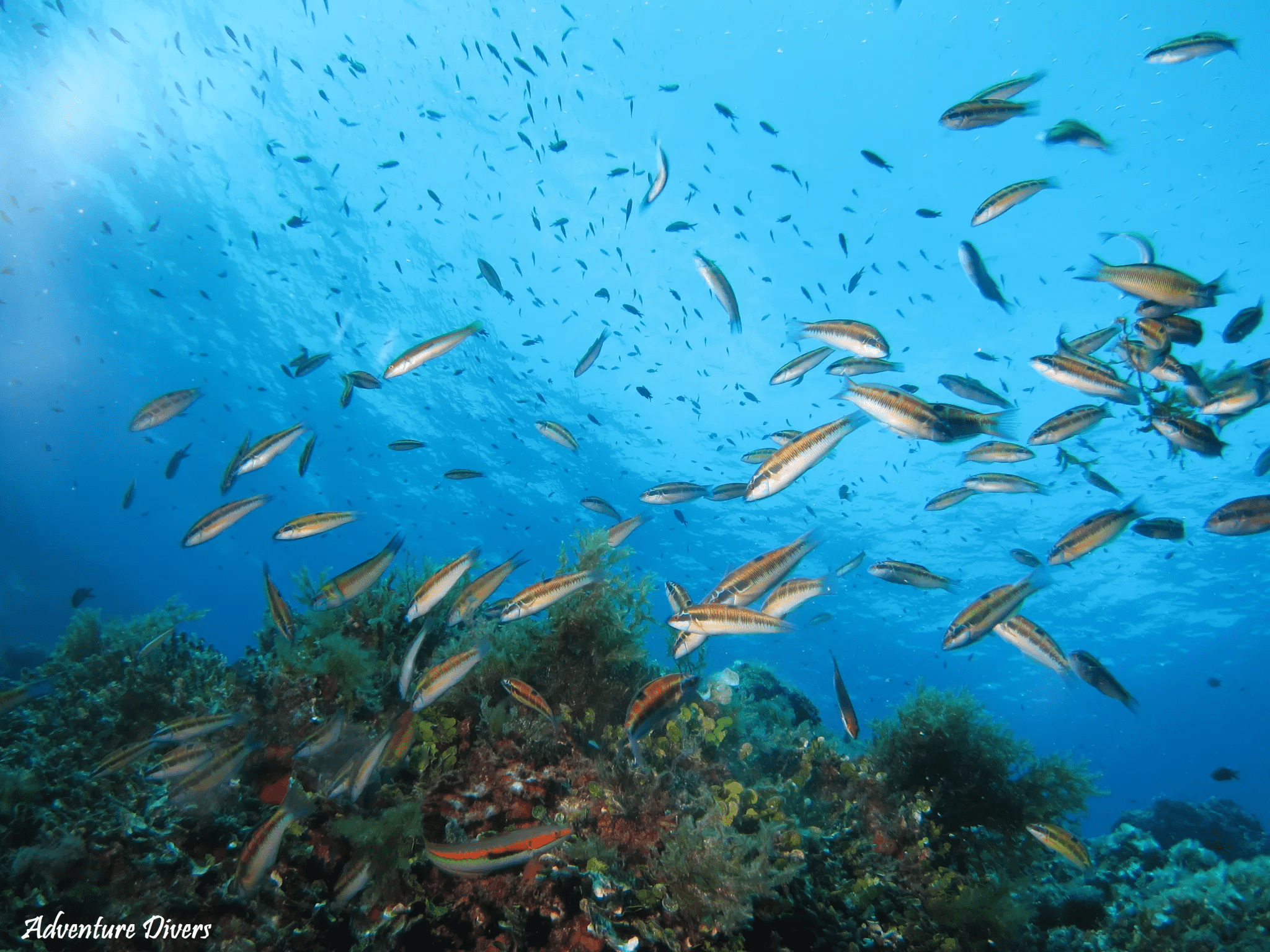 Picture of schools of fish in one of the zones of Hormigas Islands Marine Reserve, located in Cabo de Palos