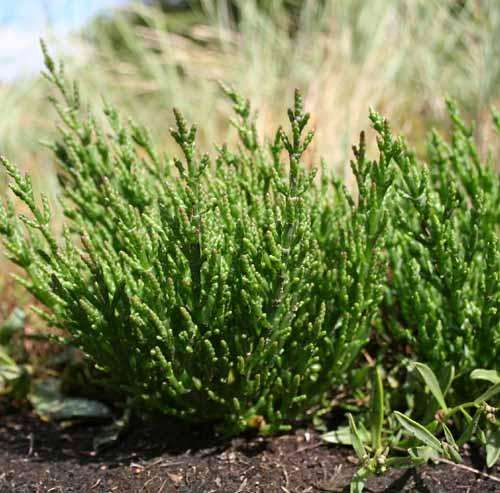 Salicornia Europaea, a common plant in La Manga
