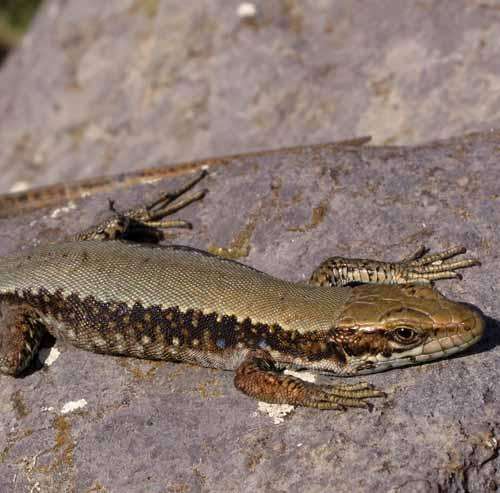 The Iberian skink