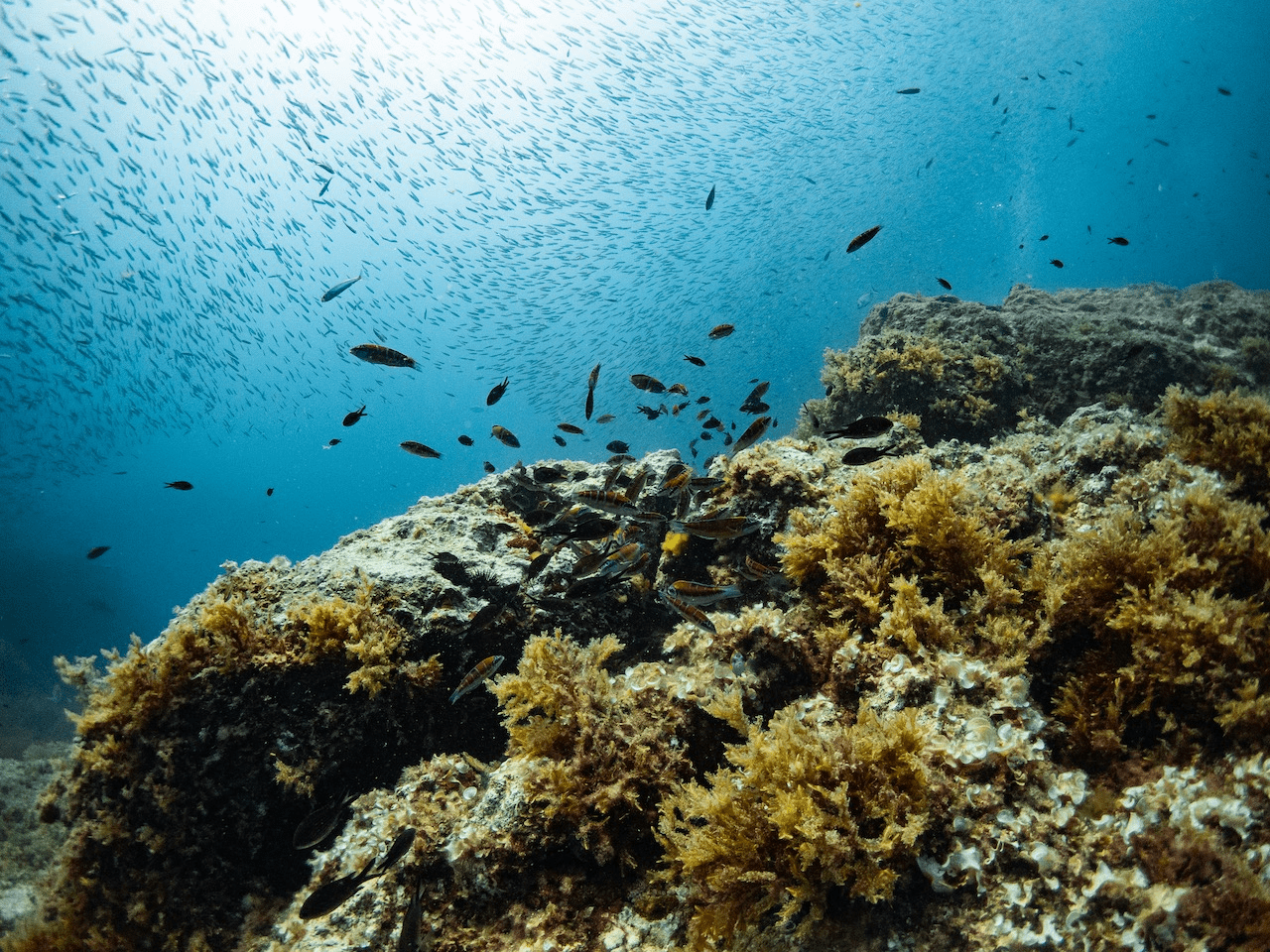 Bajo de Fuera ha a great marine life such as sea bass, barracuda, moray eels, octopus, sunfish,