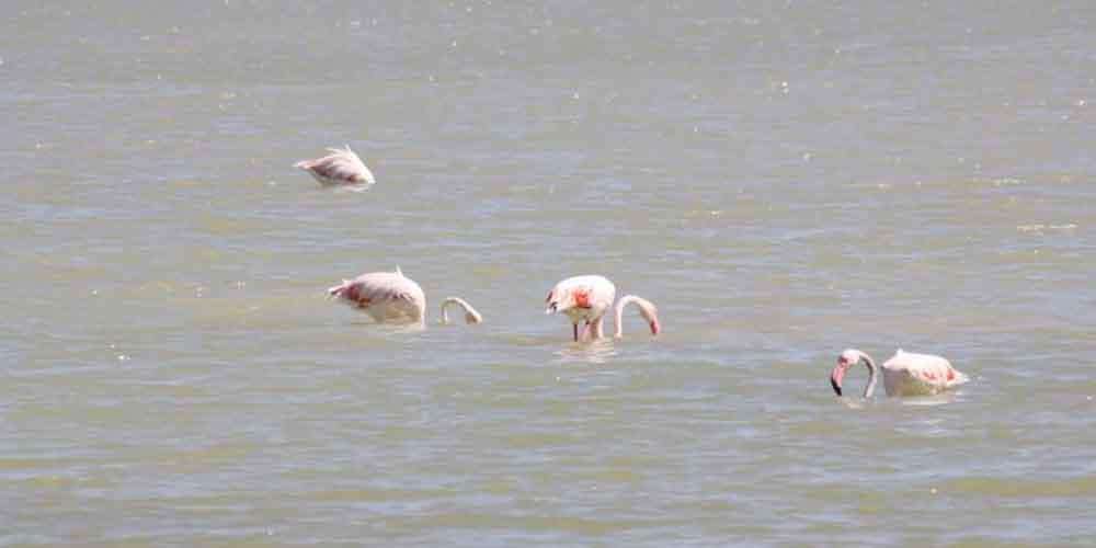 Four flamengos in the Mer Menor in San Pedro del Pinatar