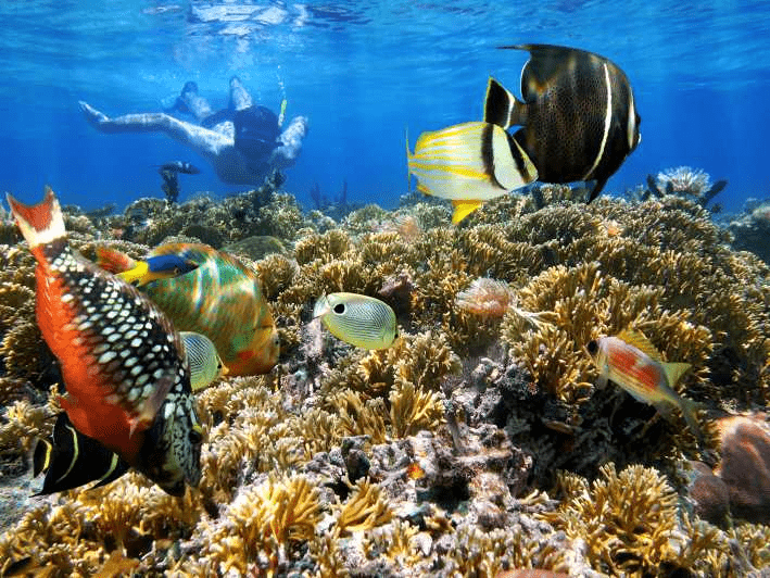 image of a person snorkling and observing fish underwater