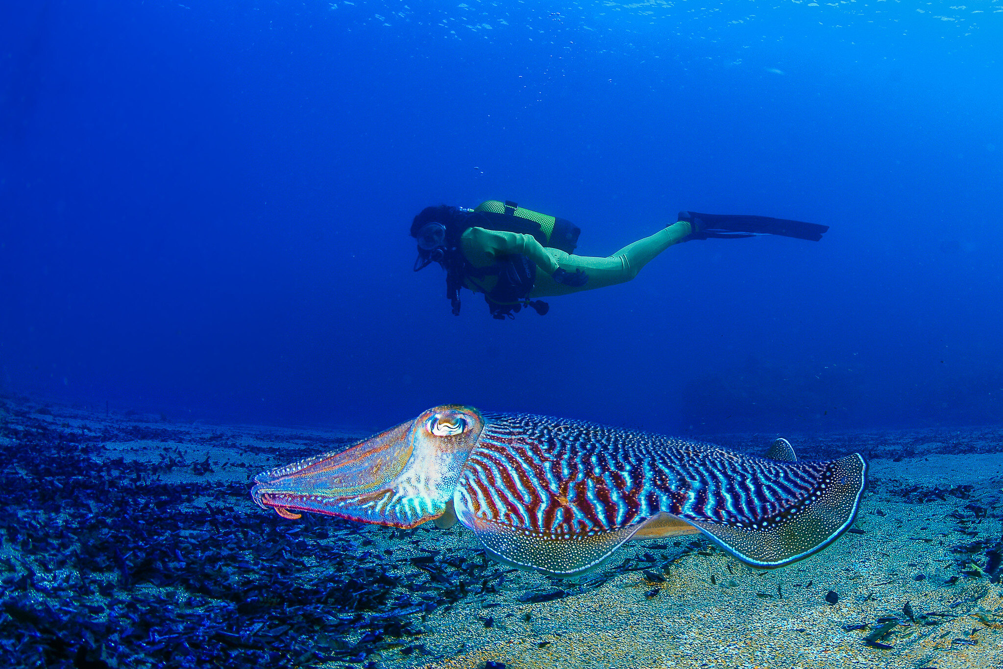 picture of a person underwater swimming with a fish