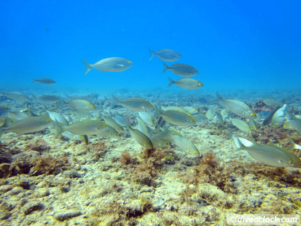 image underwater the sea of Cala Cortina showing fish