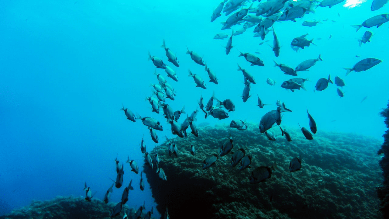 underwater picture showing fish in Calblanque beach