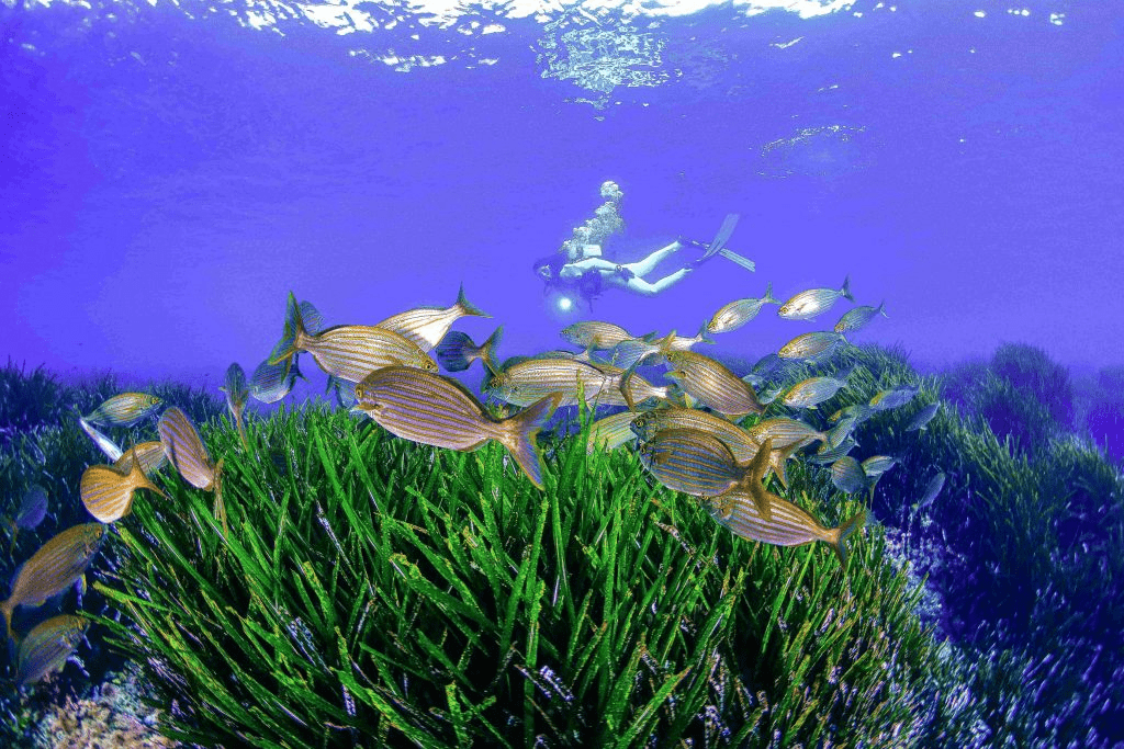 picture taken underwater showing fish swimming and a professional swimmer on the background