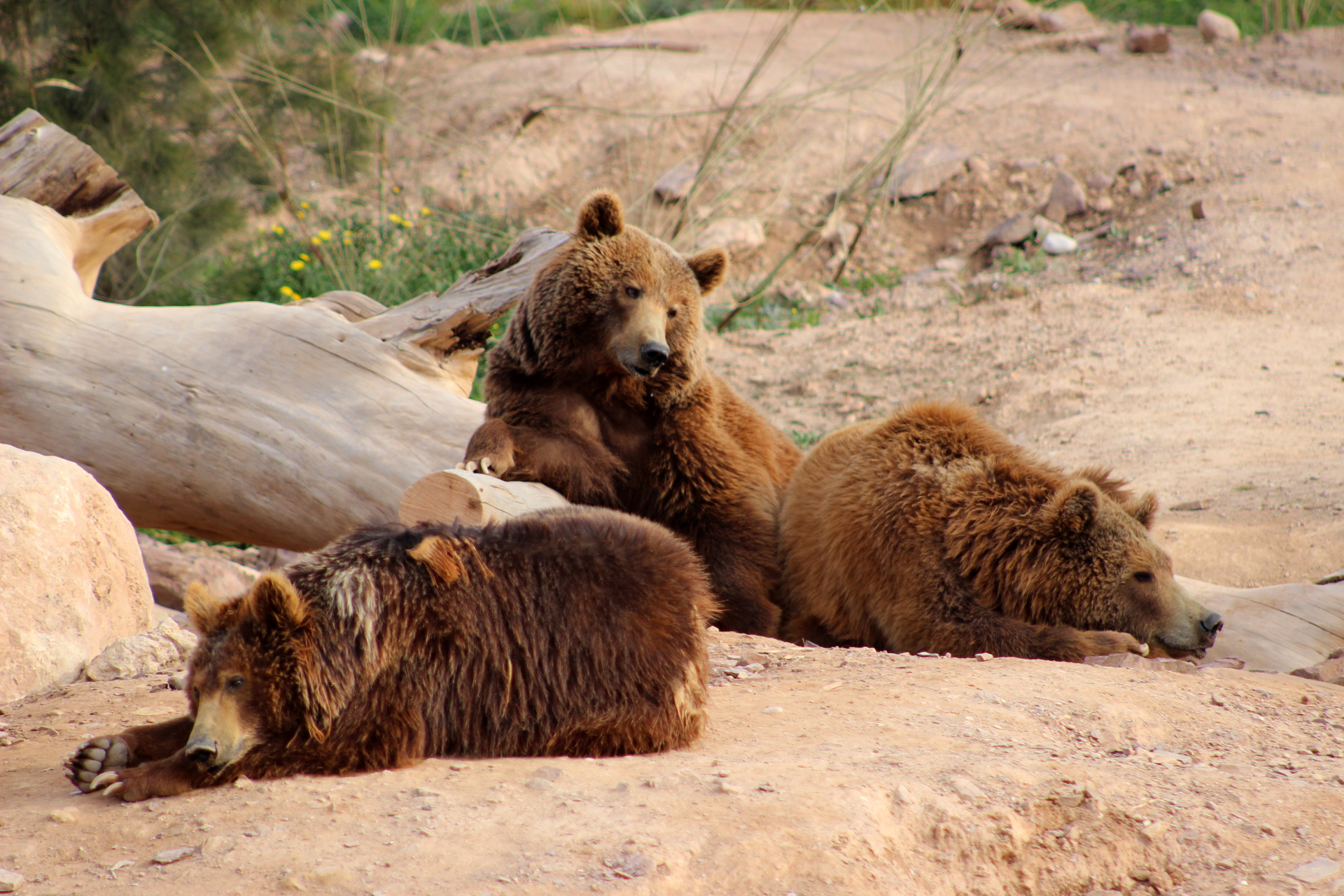 bears playing together at Terra Natura in Spain