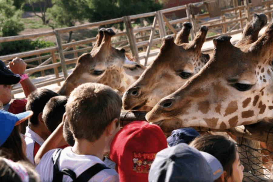 image of a group at Terra Natura Murcia playing with giraffes