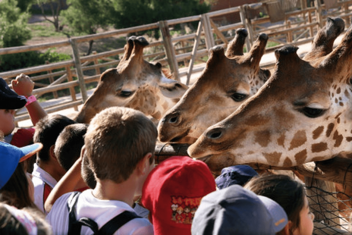 image of a group at Terra Natura Murcia playing with giraffes