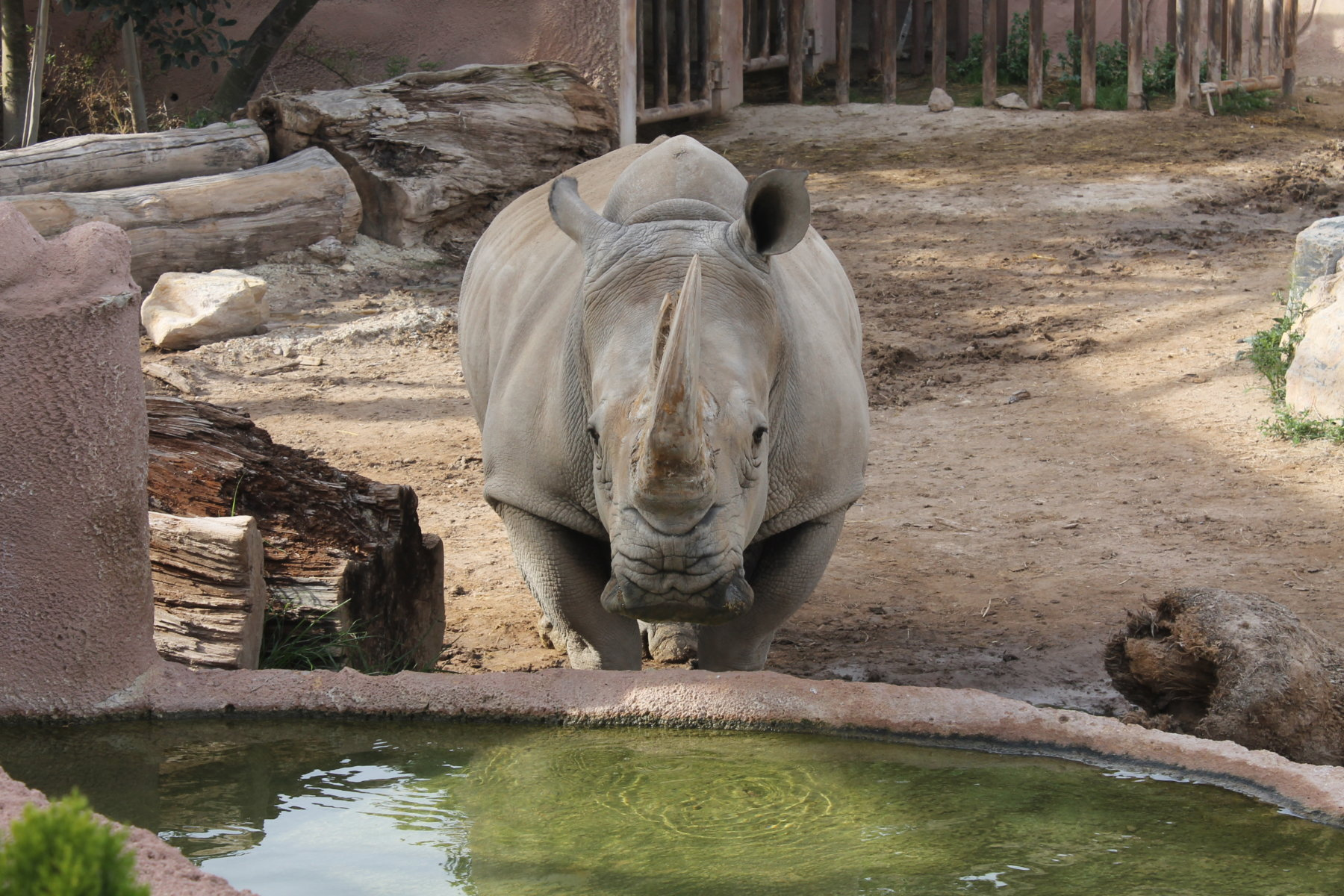 image of a rhino drinking water