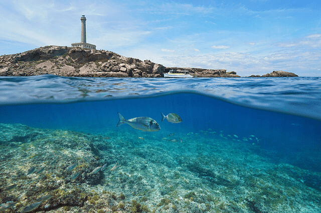 image of the sea showing fish underwater