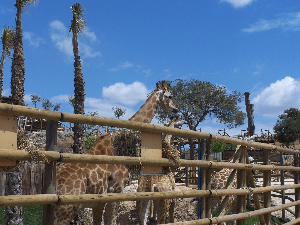 image showing multiple giraffes at the park