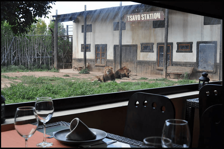 picture from one of the restaurants inside the zoo where you can eat watching the lions