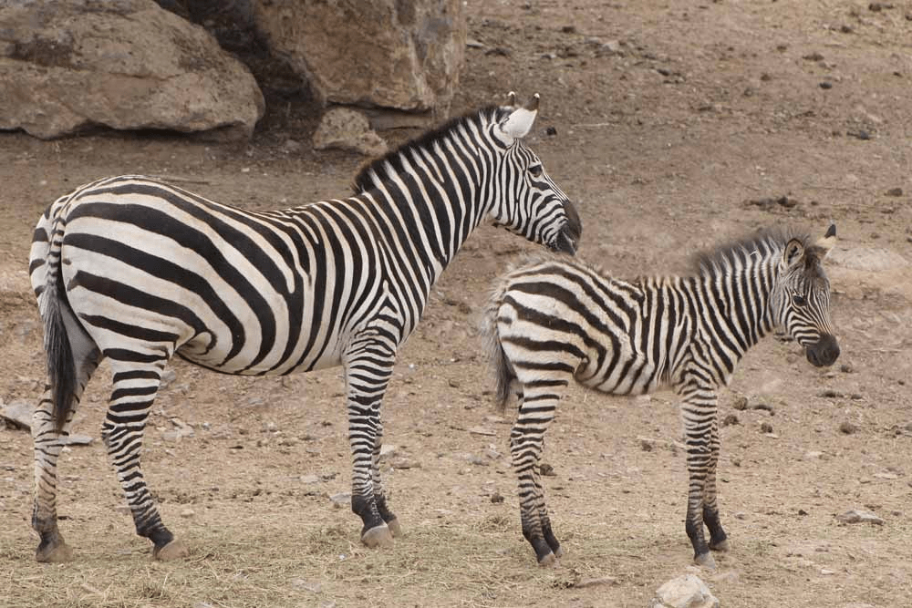 picture from two zebras at the zoo