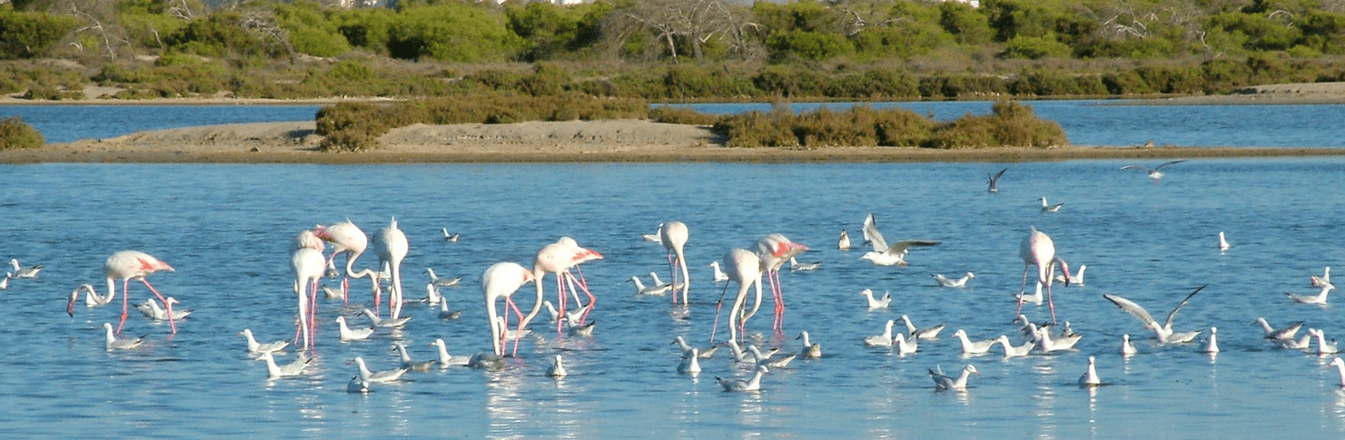 picture of flamingos bathing at the beach