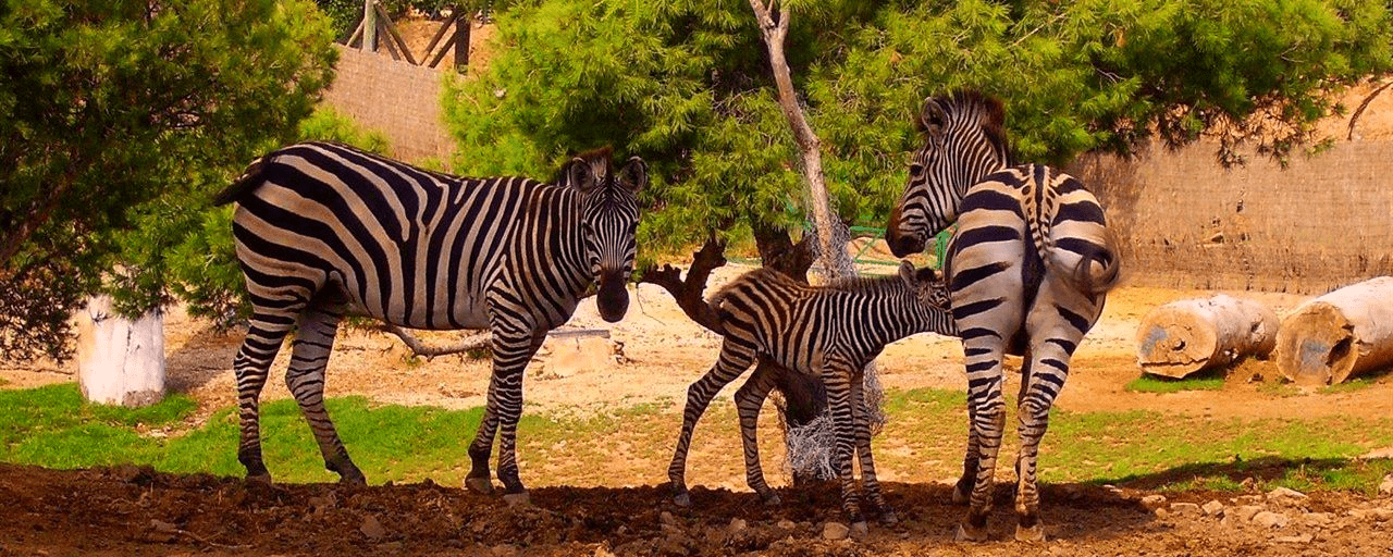 picture of zebras playing together