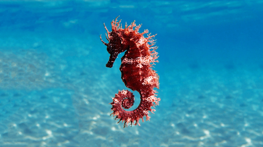 Seahorse