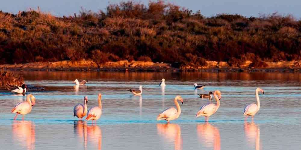 The Salinas Bird Sanctuary in San Javier, Spain