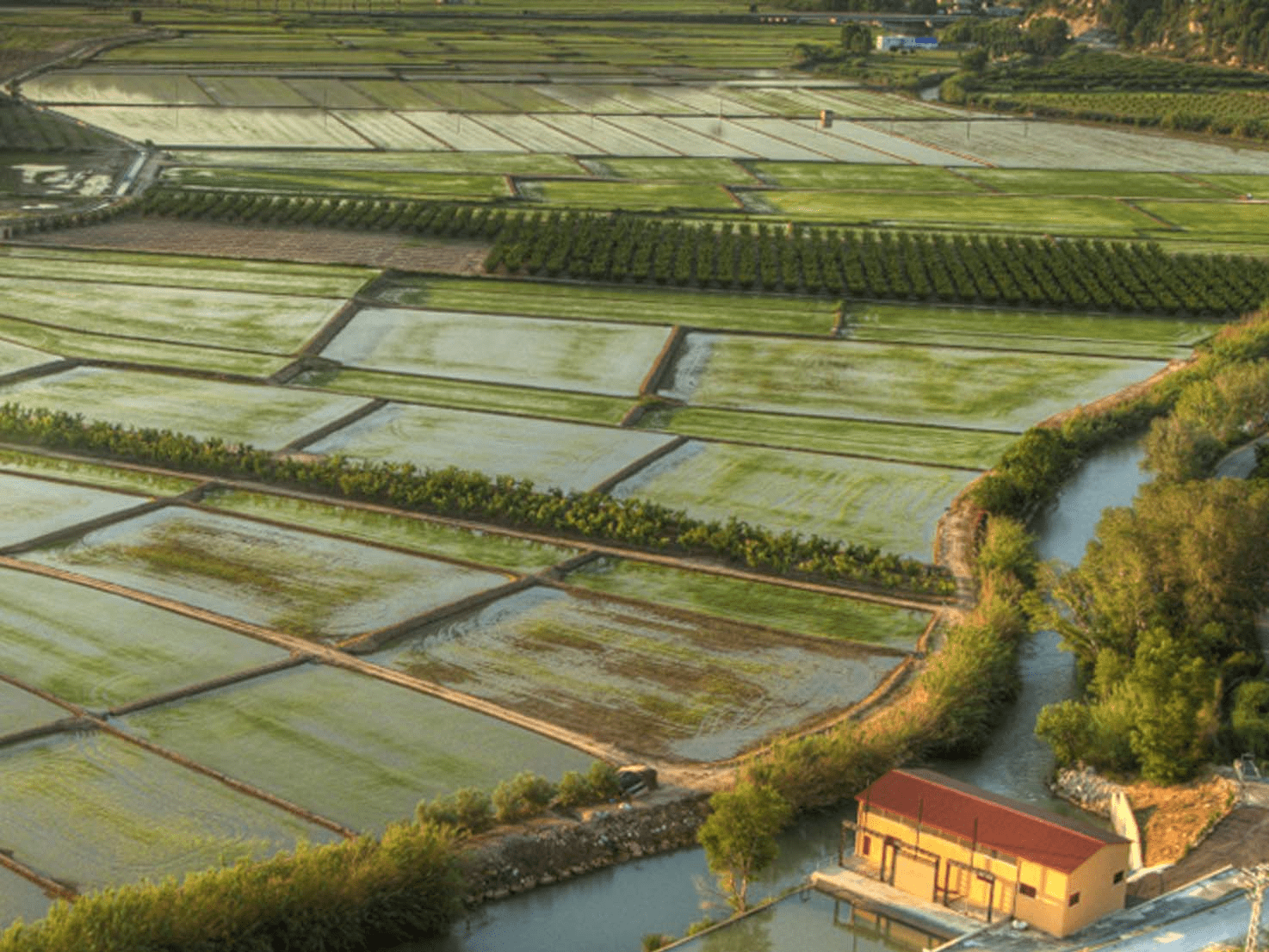 Vega Arrocera, one of the fields where Calasparra rice is cultivated. 